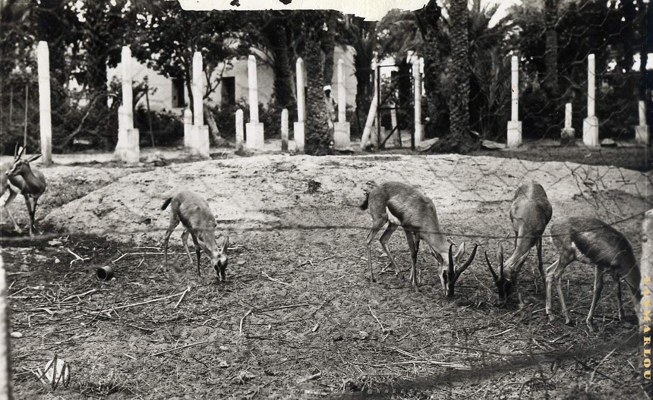 Colomb bechar 513- Gazelles jardin public COLLECTION DES AMIS DE ND DE SANTA CRUZ.jpg